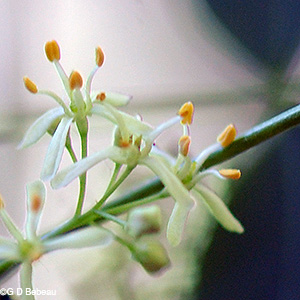 Male Flower