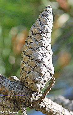 mature cone