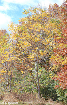 Kentucky Coffeetree fall leaf color