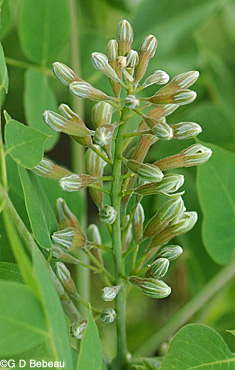 Kentucky Coffeetree flower bud