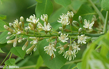 Kentucky coffeetree flower