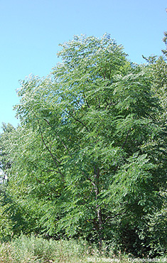 Kentucky coffeetree in summer