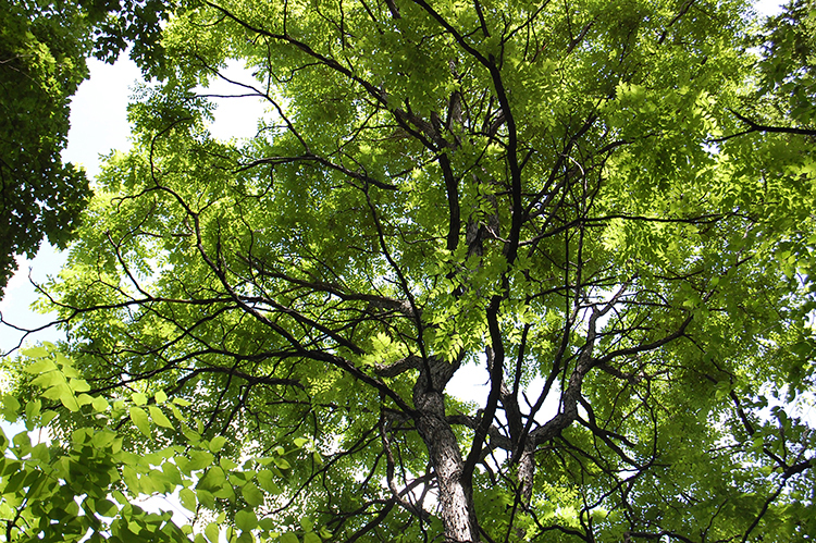 Coffeetree in leaf