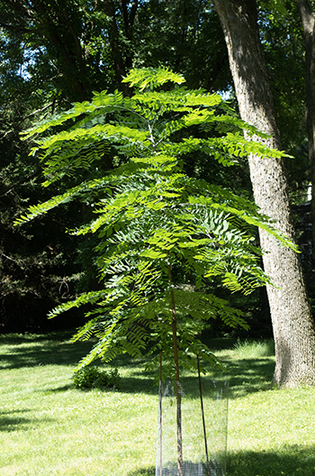 Kentucky Coffeetree summer