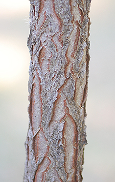 Young bark