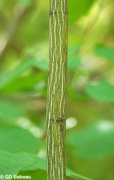 Striped Maple