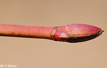 Mountain maple bud scales