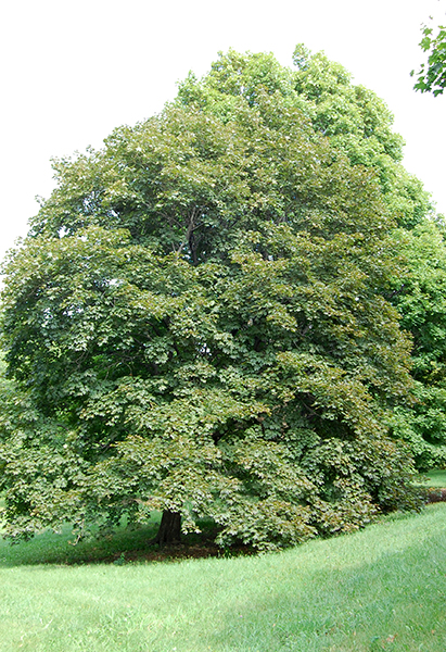 Norway Maple full tree image