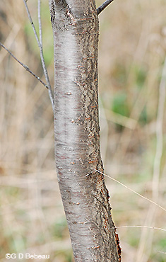 Pin Cherry Bark