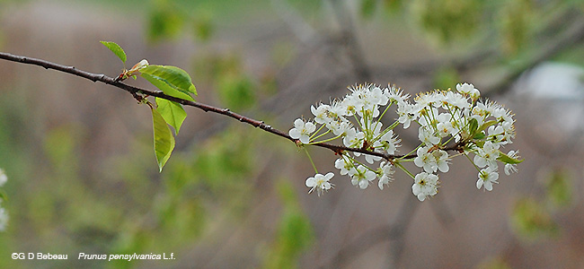 Pin Cherry flowering branch