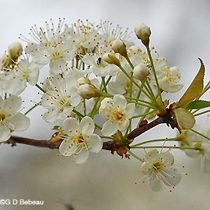 Pin Cherry Flower