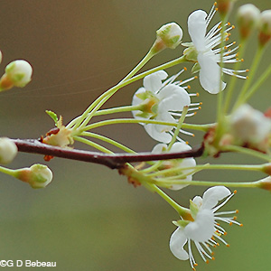 Pin Cherry Sepals
