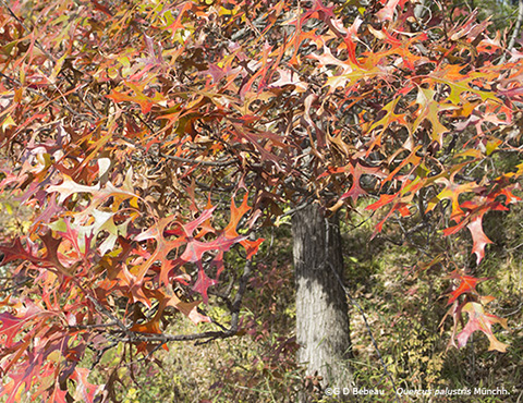 Pin Oak fall leaf