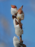 Pussy Willow