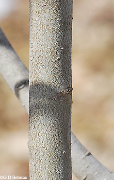 Pussy Willow Bark