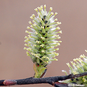 Female pussy willow flowers