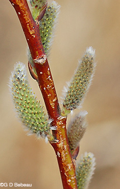 Pussy Willow Female Catkin