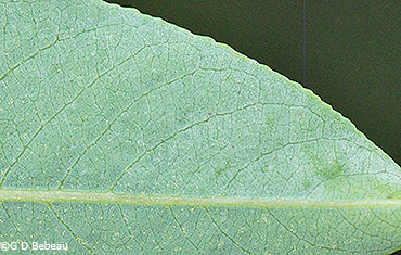 leaf underside