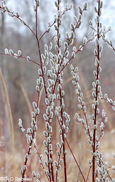 Pussy Willow