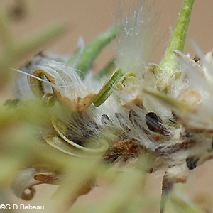 Pussy Willow Seed