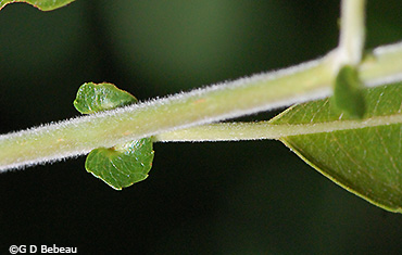leaf stipules