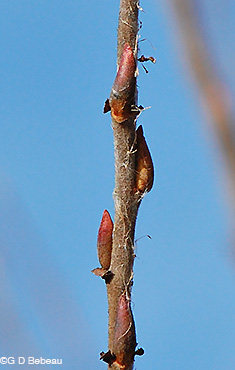 Pussy Willow Twig