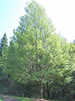 Red Maple