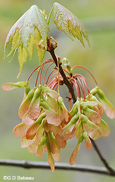 Red Maple green keys