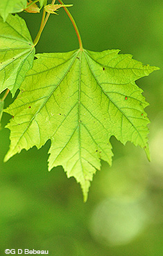 Red Maple Leaf underside
