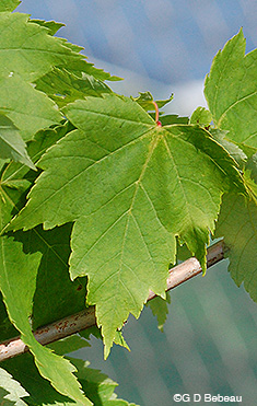 Red Maple leaf