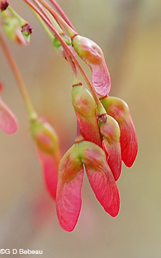 Red Maple young key