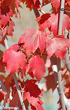 Red Maple Fall leaf