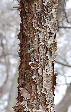 River Birch Bark