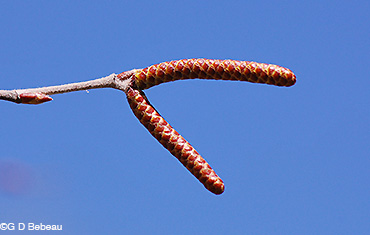 River Birch fall catkins