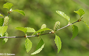 River Birch female catkins