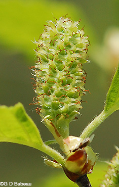 River Birch female catkin