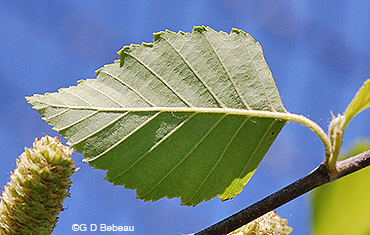 River Birch leaf underside