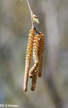 River Birch male catkin