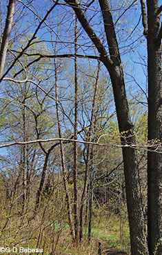River Birch spring tree