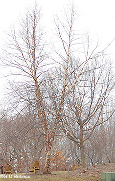 River Birch Tree