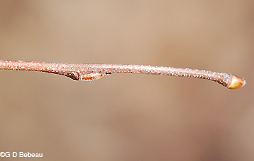 River birch twig