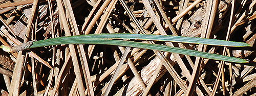 leaf