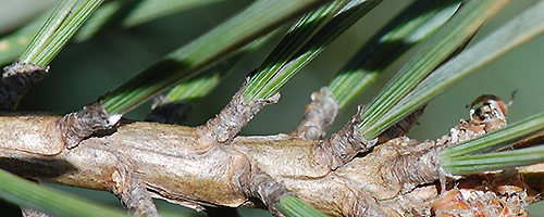 leaf sheath