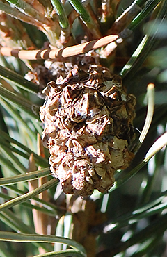 mature cone