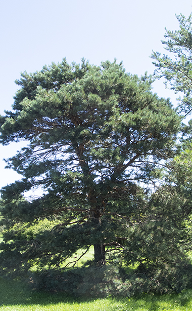 full tree