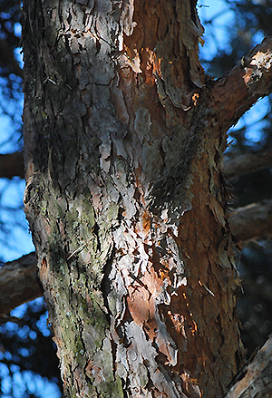 young bark