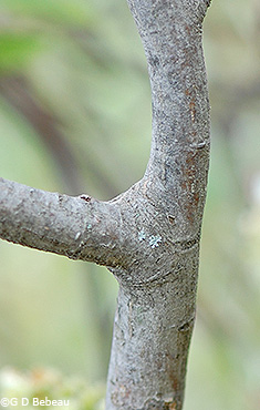 bark