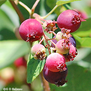 fruit