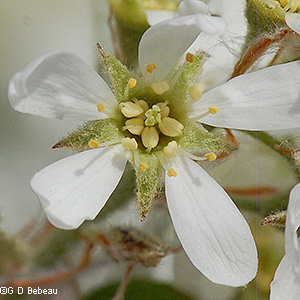 Flower detail