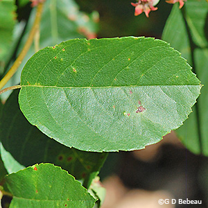 leaf